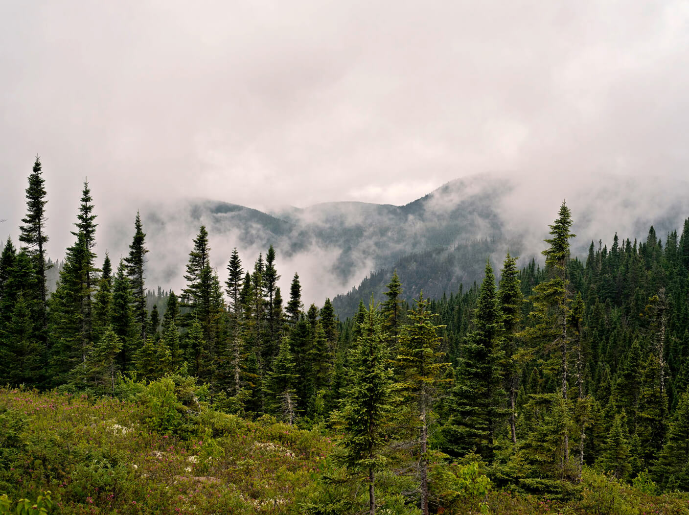 Biface — Fôret du Québec